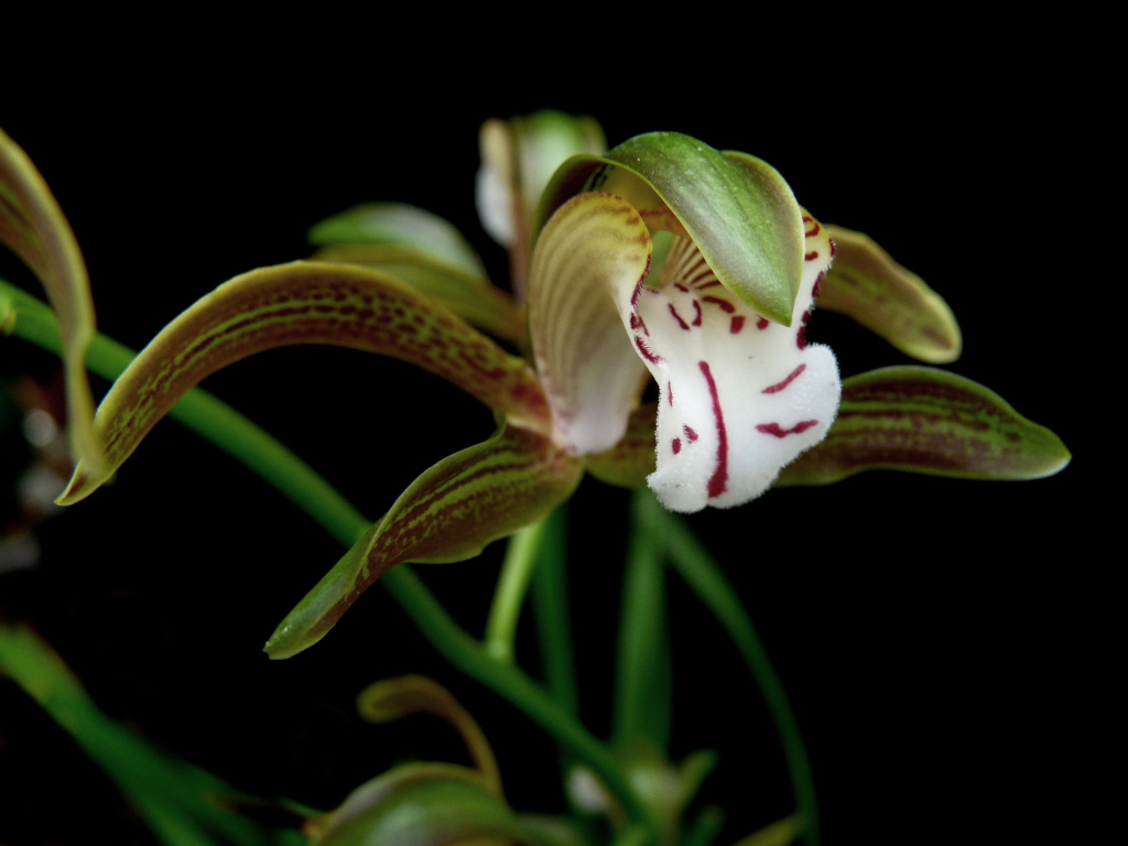 Cymbidium erythraeum Erythr12