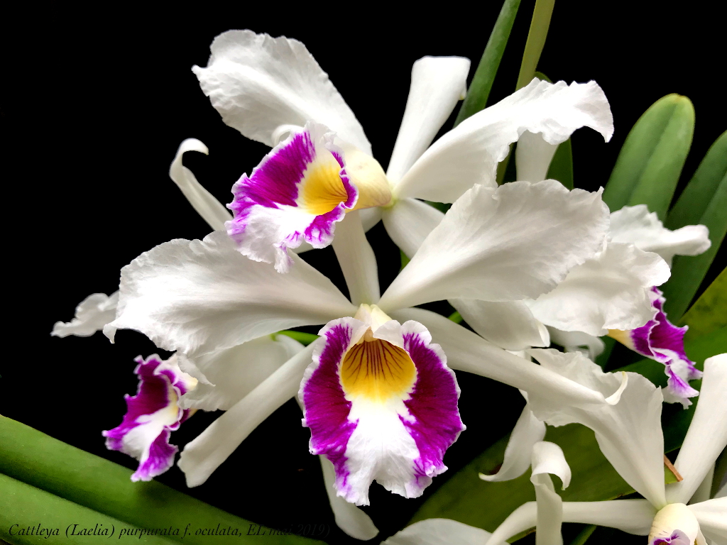 Cattleya (Laelia) purpurata f. oculata 'Irène' Laelia12