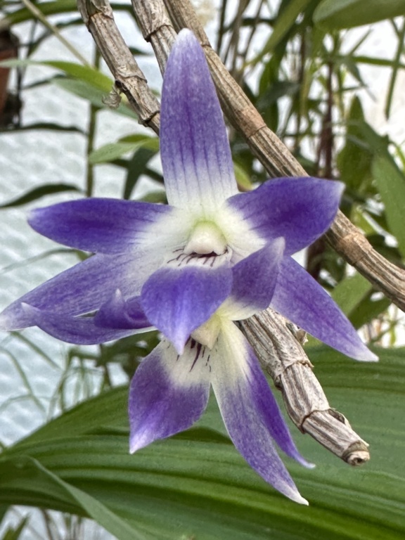 Dendrobium victoria-reginae 0b6c4410