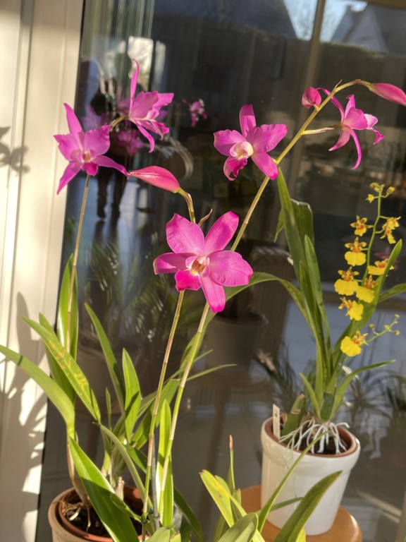 Laelia gouldiana 2de36110