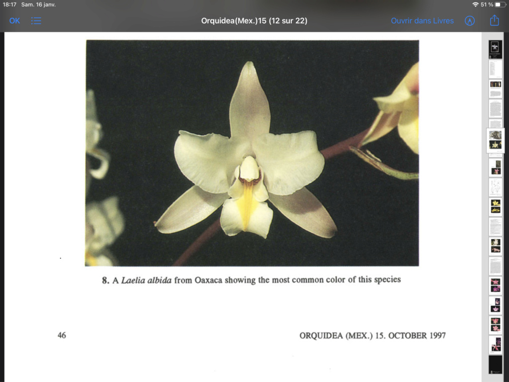 Laelia albida 73f9bb10