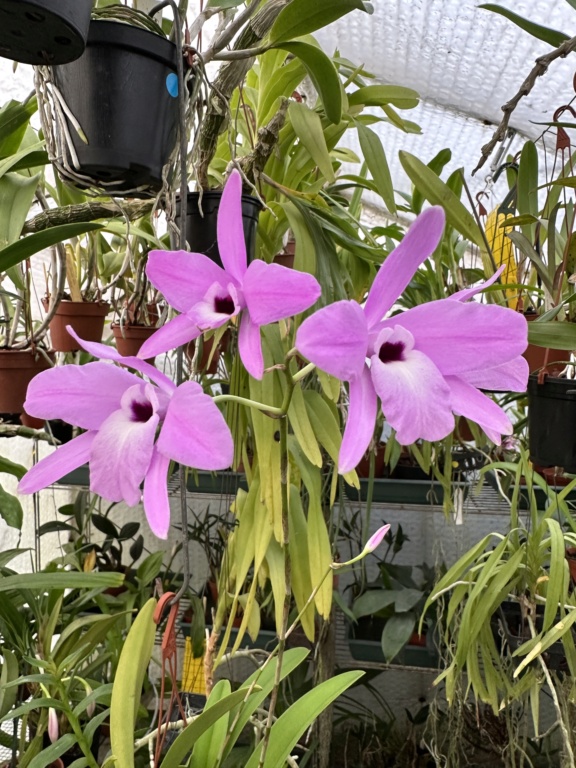 Laelia rubescens 7c030710