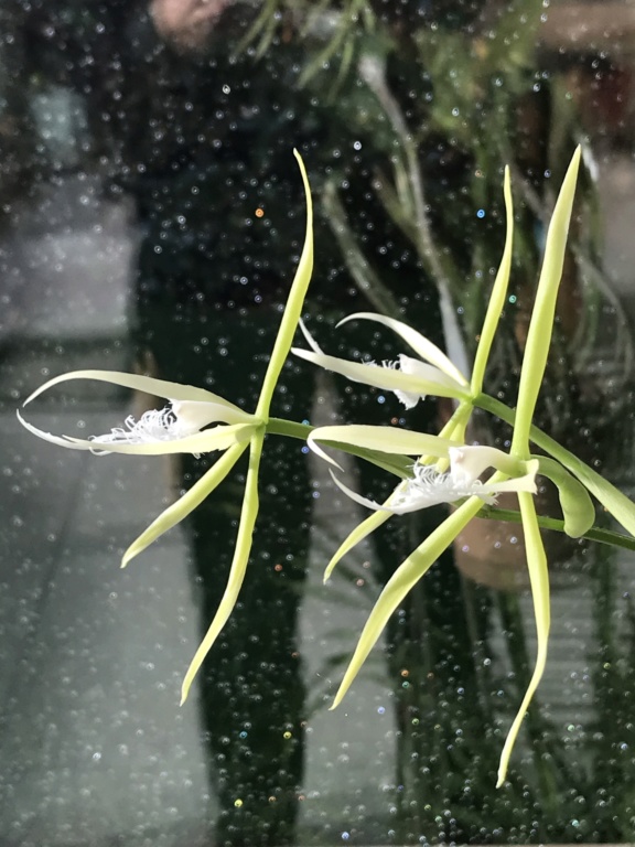 Epidendrum ciliare 8eabdd10
