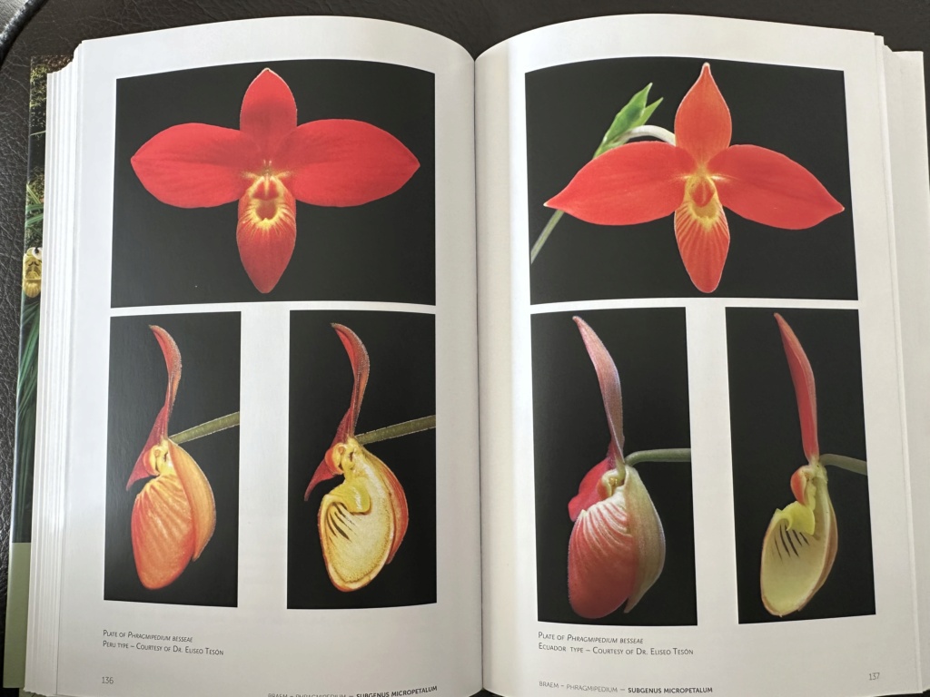 Phragmipedium besseae 9296be10