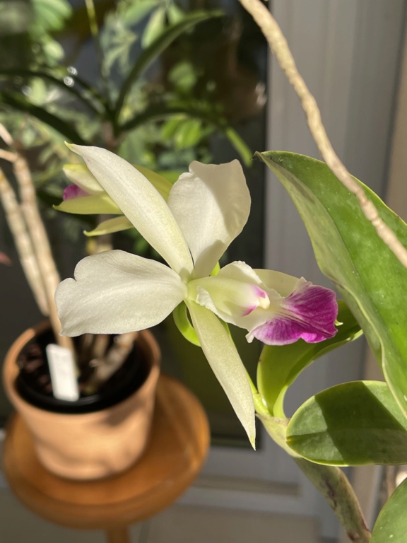 Cattleya walkeriana semi alba 9489d810