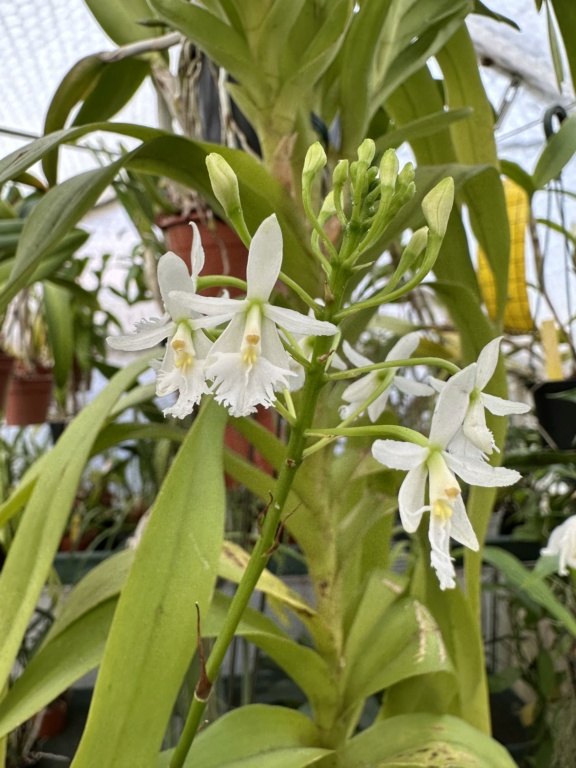 Epidendrum calanthum alba 9bcf0210