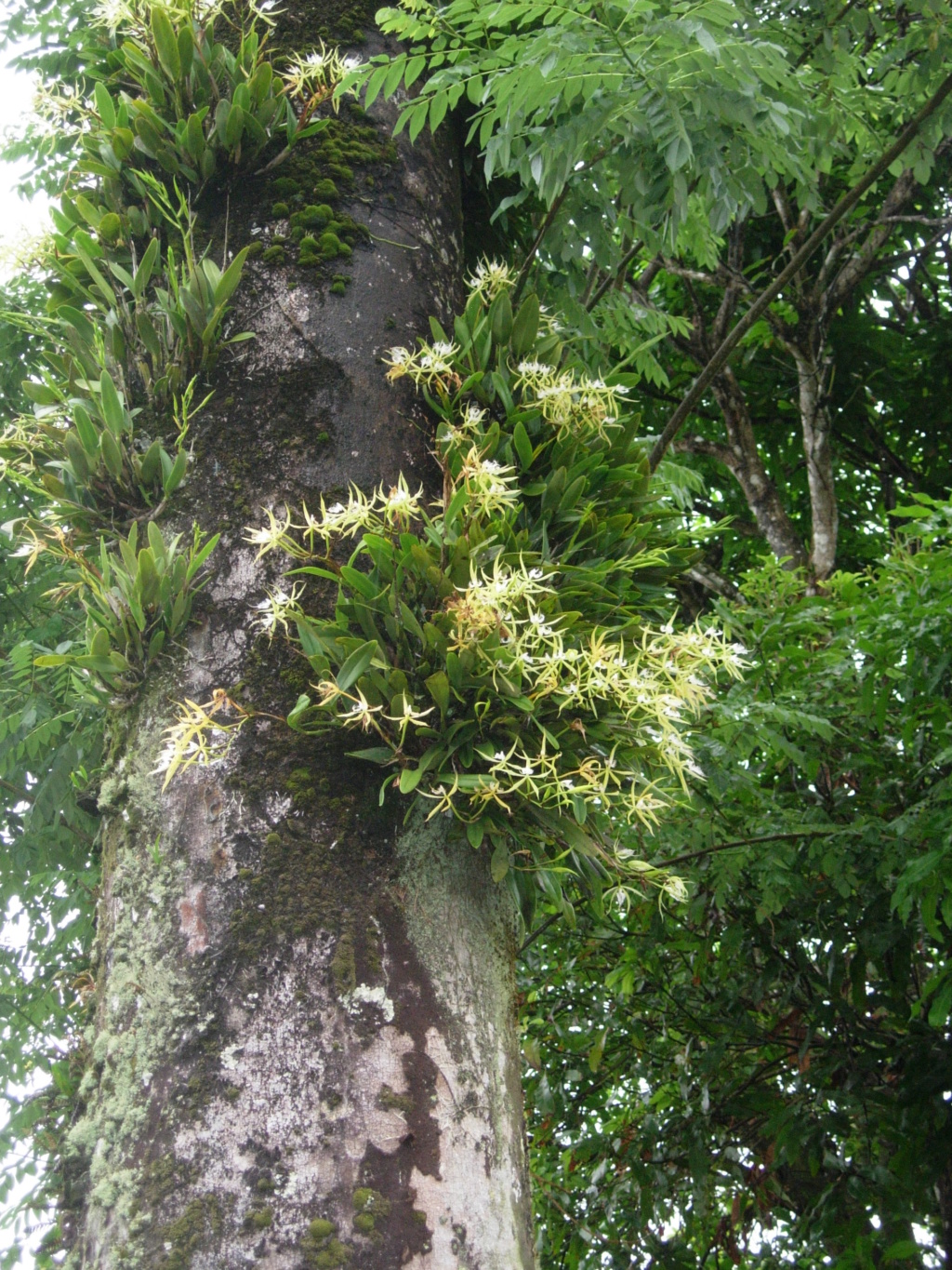 Epidendrum ciliare Fe458310