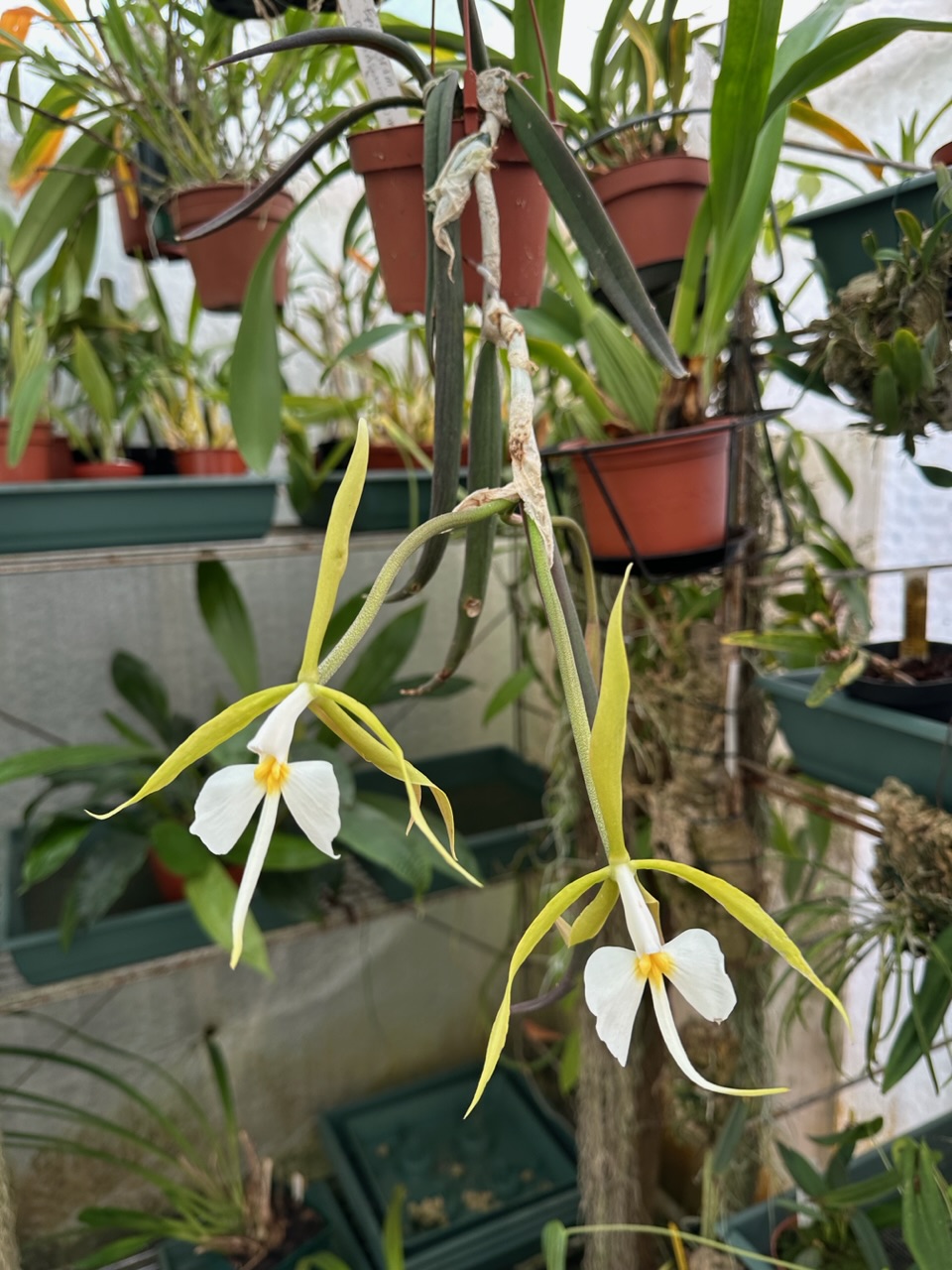 Epidendrum parkinsonianum Img_8417