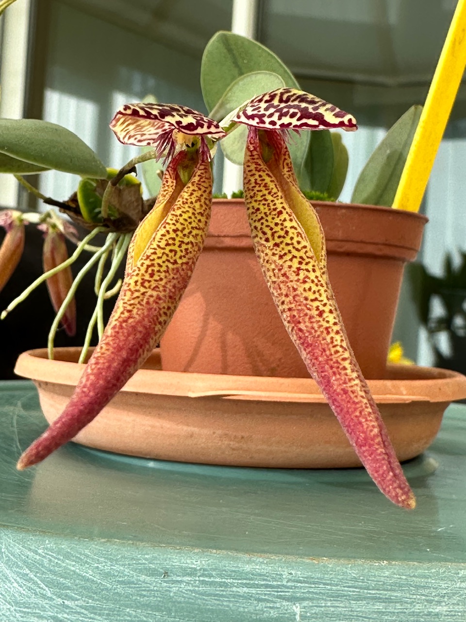  Bulbophyllum scotinochiton Img_8719