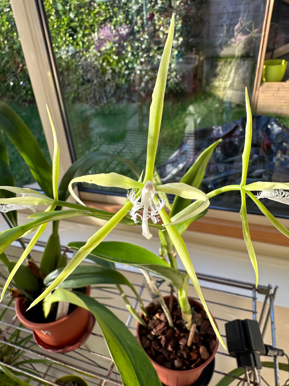 Epidendrum ciliare Img_8914