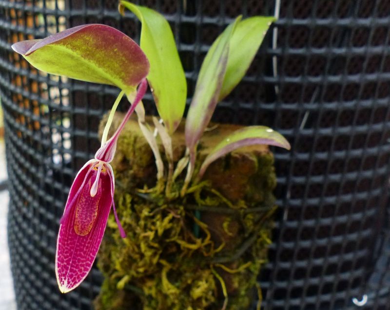 Restrepia sanguinea 0117