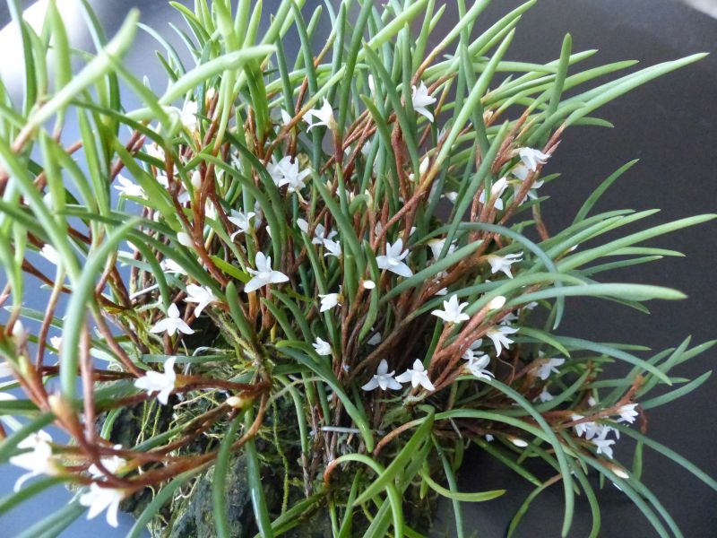 Ceratostylis philippinensis 0241