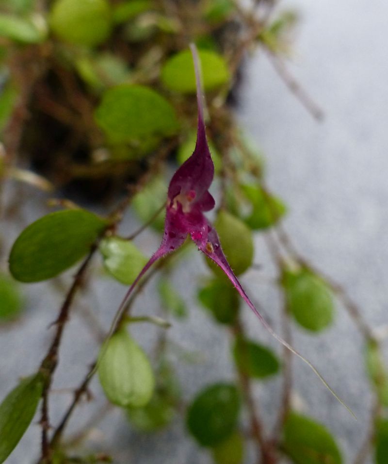 Trichosalpinx chamaelepanthes 0250