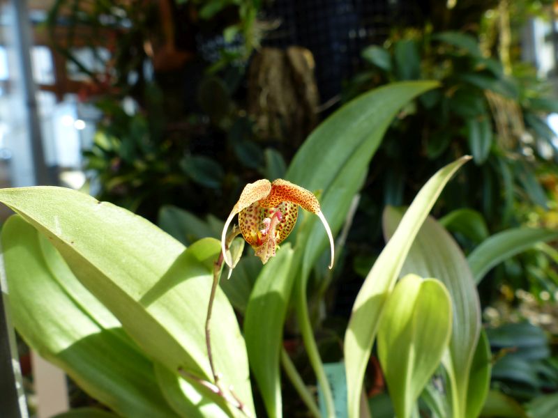 Scaphosepalum swertiifolium 0318