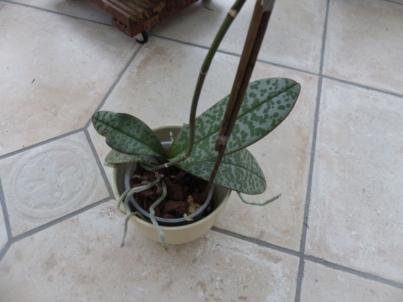 Phalaenopsis schilleriana x stuartiana (Philadelphia) 0430