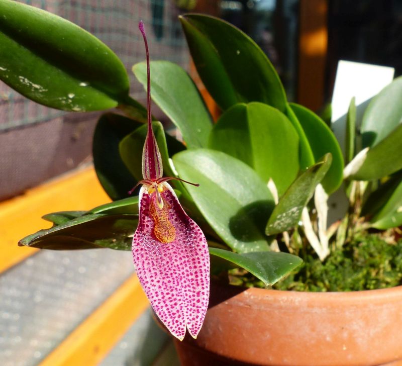 Restrepia sanguinea 0512