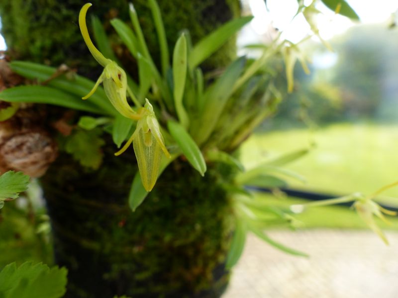 Barbosella prorepens 0813