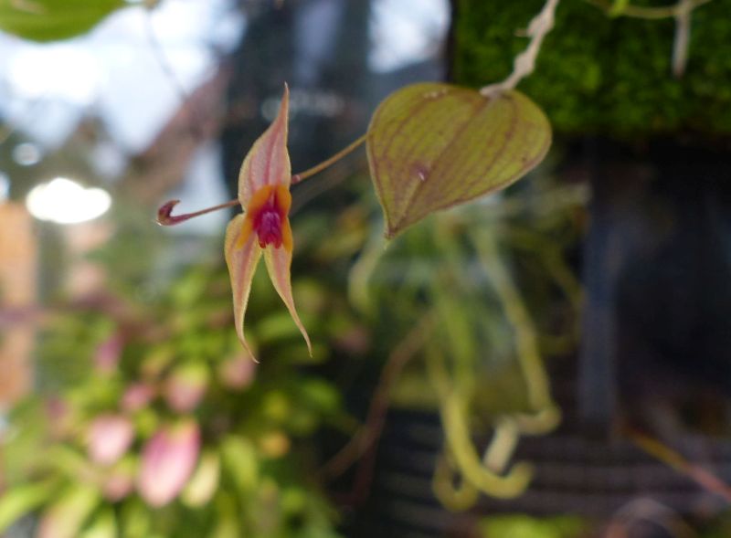 Lepanthes clareae 3310