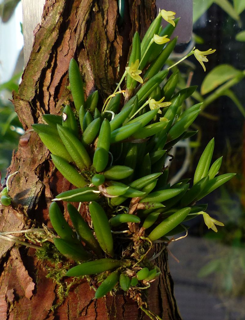 Pleurothallis leptotifolia P1110514