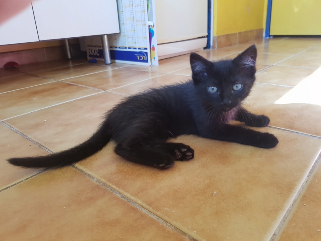 PRINCE, européen black tabby, 2 mois 1/2, M 20190637