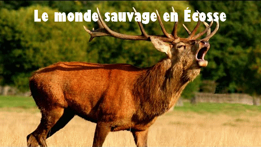 Le monde sauvage en Écosse - Documentaire animalier Le_mon10