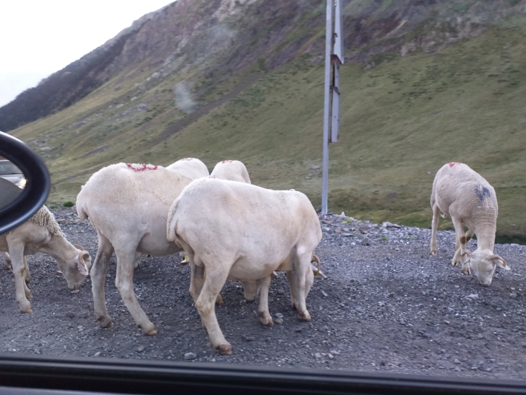 Weekend - Les Pyrénées Orientale Aragonaises - 7/8 Septembre - Page 2 20190939