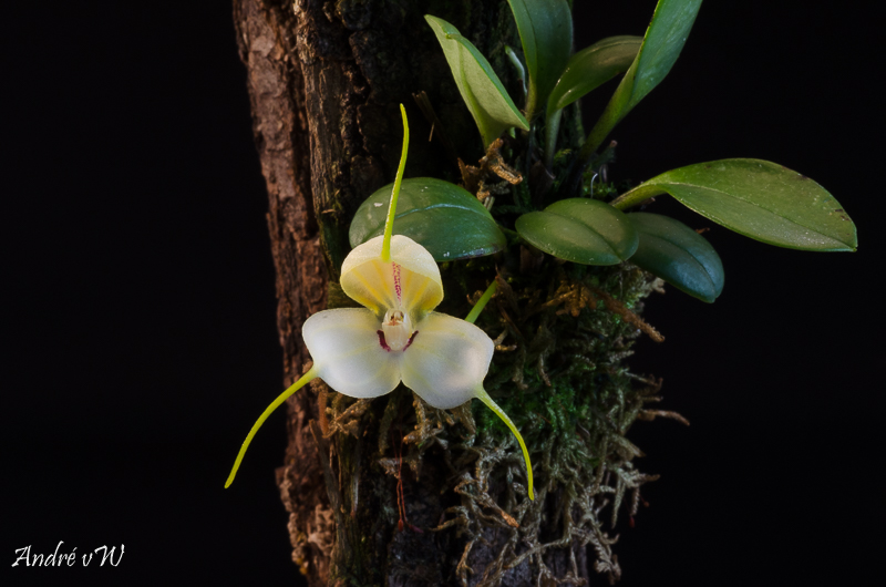 Masdevallia xanthina ssp pallida  A1b83710