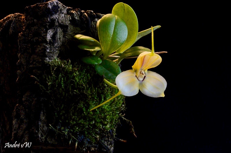 Miniatur-Orchideen Teil 5 - Seite 15 Bd337610