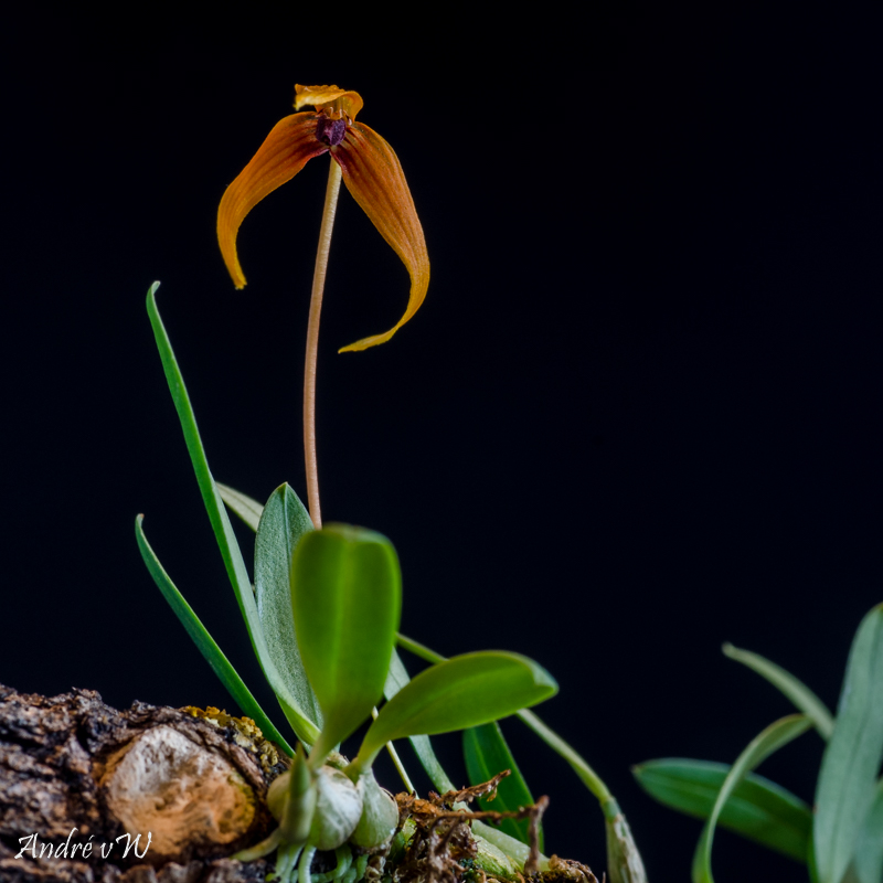 Miniatur-Orchideen Teil 5 Bulbop14