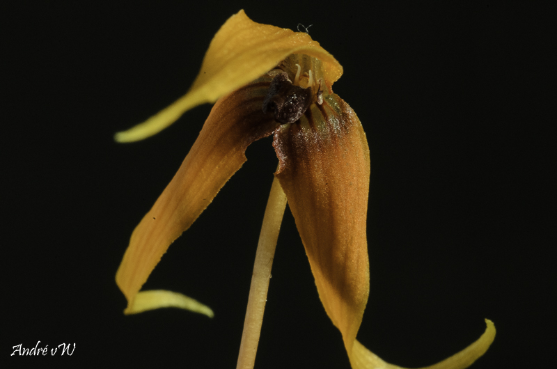 Bulbophyllum longistelidium Bulbop33