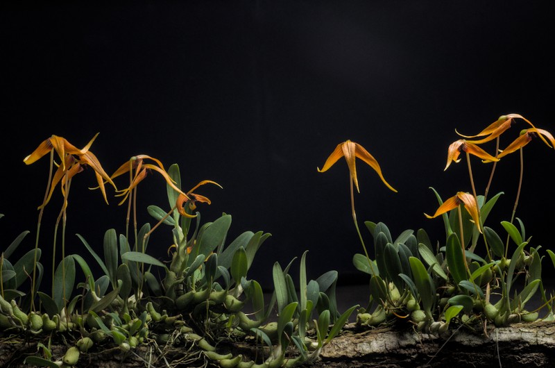 Bulbophyllum longistelidium Bulbop34