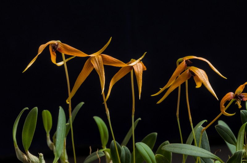 Bulbophyllum longistelidium Bulbop35