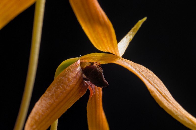 Bulbophyllum longistelidium Bulbop37
