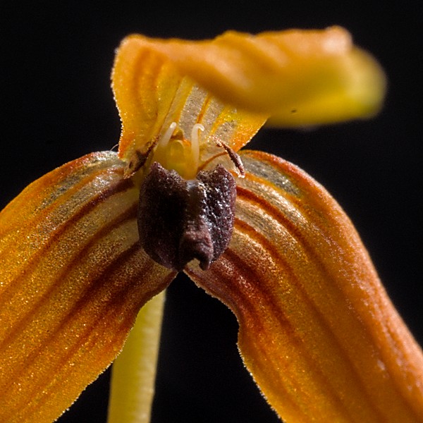 Bulbophyllum longistelidium Bulbop38
