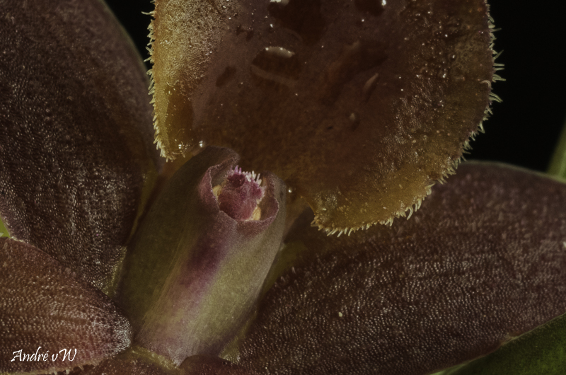 Epidendrum sophronitoides Epiden16
