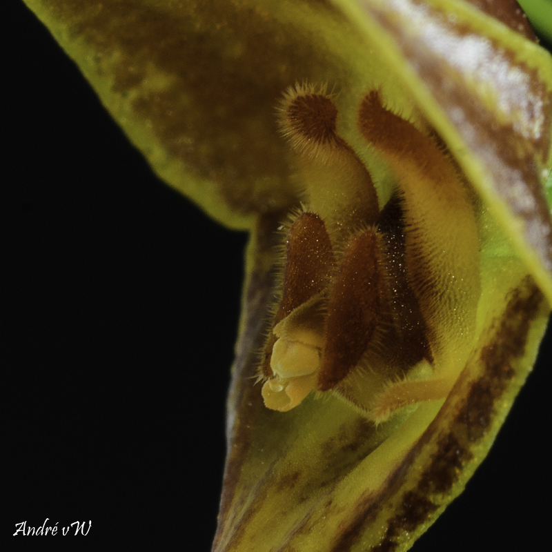 Makroaufnahmen von Miniaturorchideen Lepan109