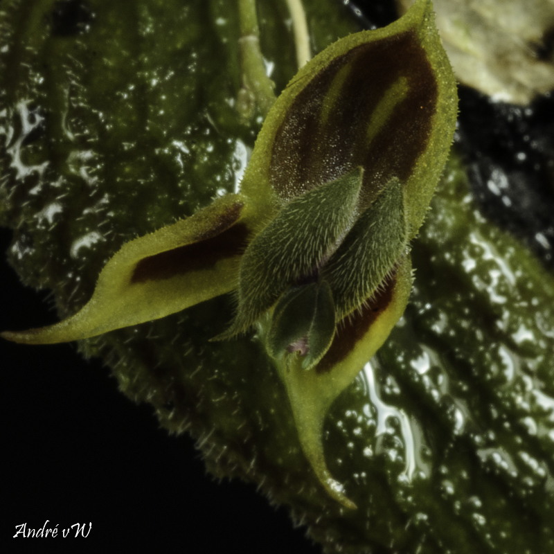 Makroaufnahmen von Miniaturorchideen Lepan110