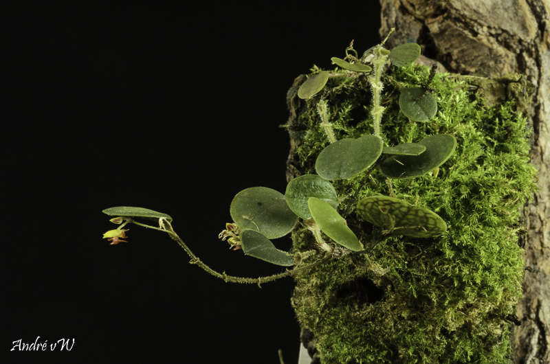 Lepanthes dictydion Lepan124