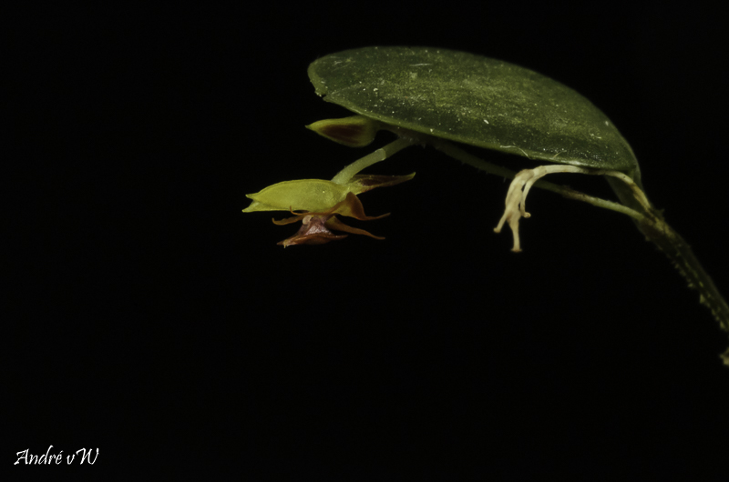 Lepanthes dictydion Lepan125