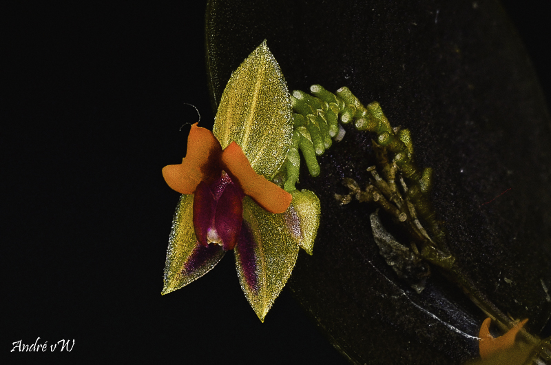 Lepanthes uxoria Lepan144