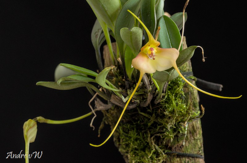 Masdevallia microptera Masd_m10