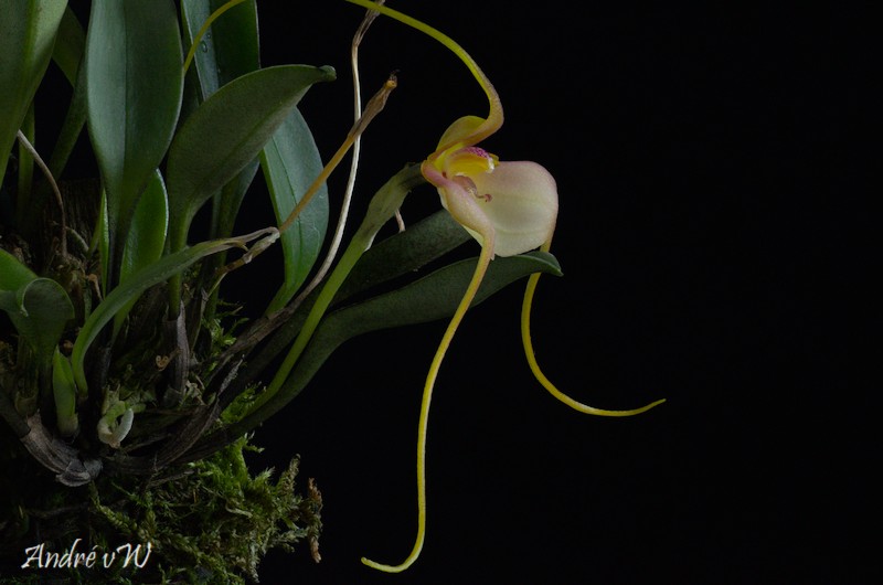 Masdevallia microptera Masd_m12