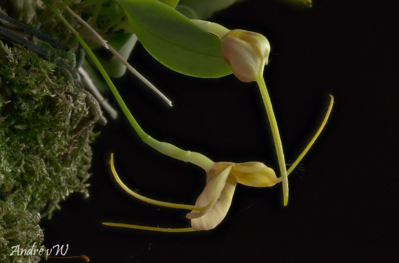 Masdevallia rufescens Masd_r10