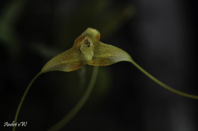 Miniatur-Orchideen Teil 5 - Seite 33 Masde108