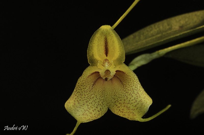 Miniatur-Orchideen Teil 6 Masde146