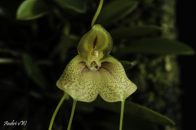 Masdevallia pteroglossa Masde196