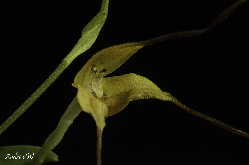 Masdevallia discolor Masde212