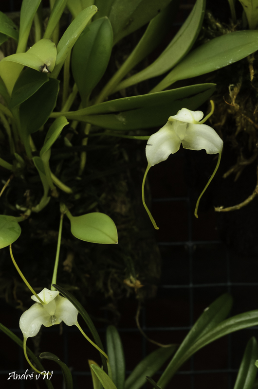 Masdevallia nivea Masde217