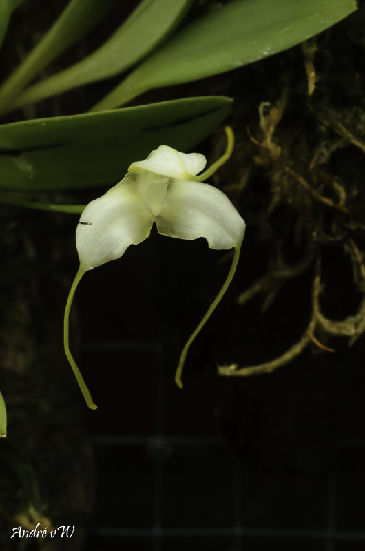 Masdevallia nivea Masde218