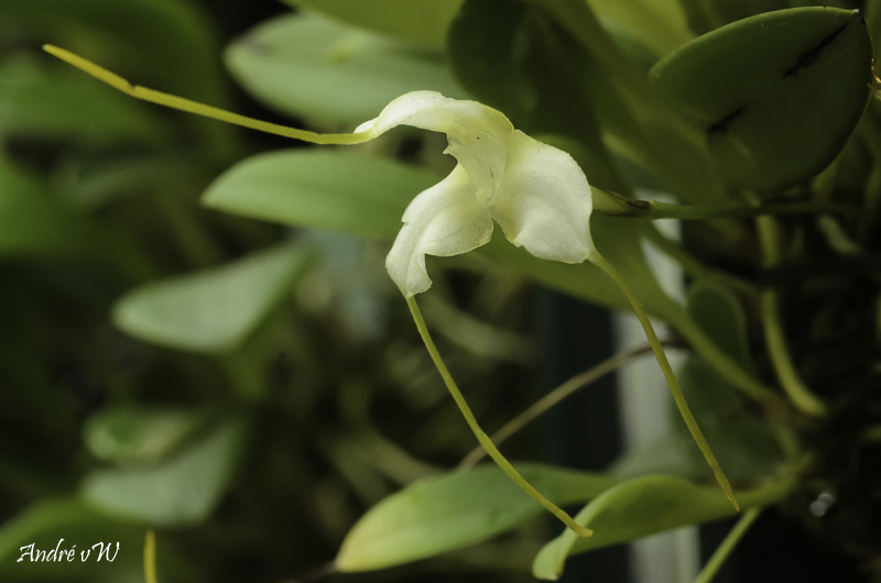 Masdevallia nivea Masde219